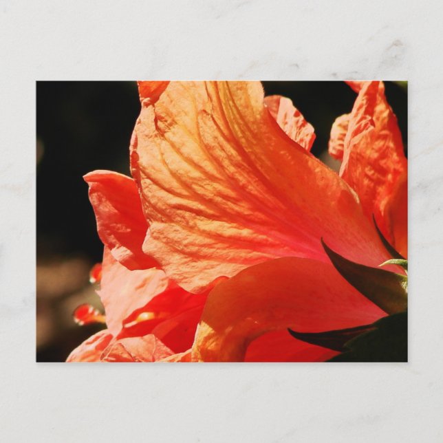 POSTAL HIBISCUS (Anverso)