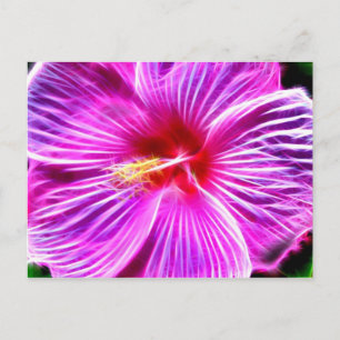 Postal Hibiscus