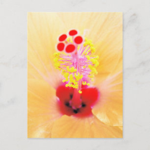 Postal Hibiscus