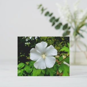 Postal Hibiscus