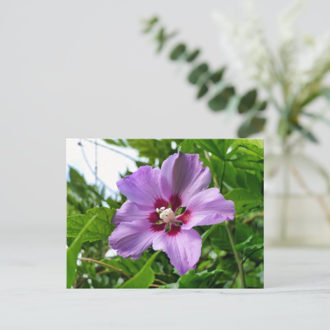 Postal Hibiscus (Anverso de pie)