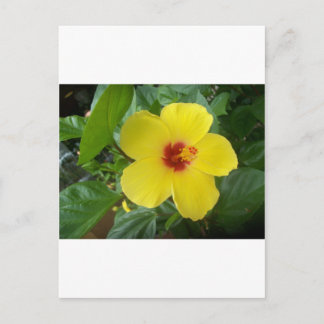 Postal Hibiscus