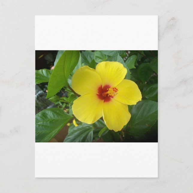 Postal Hibiscus (Anverso)