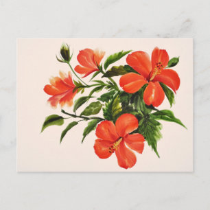 Postal Hibiscus