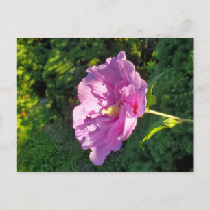 Postal Hibiscus