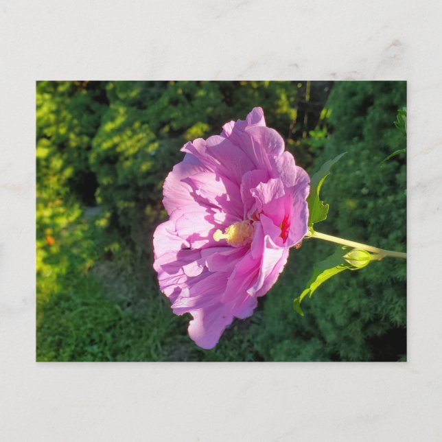 Postal Hibiscus (Anverso)