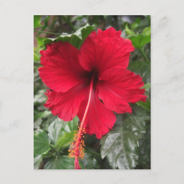 Postal Hibiscus 1 (Anverso)