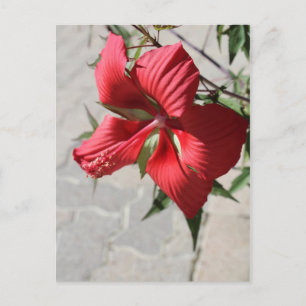 Postal Hibiscus # 2