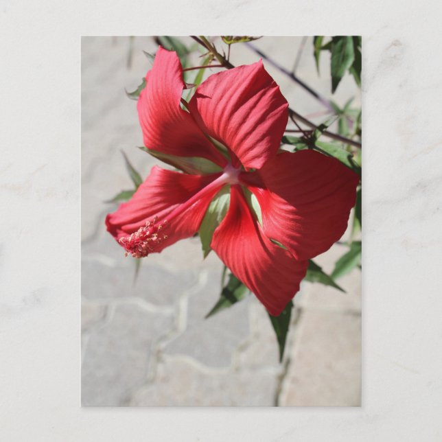 Postal Hibiscus # 2 (Anverso)