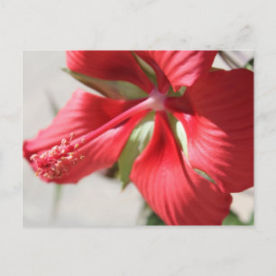 Postal Hibiscus # 3