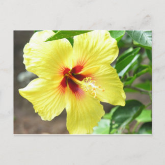Postal Hibiscus amarillo