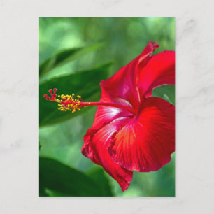 Postal Hibiscus Blossom