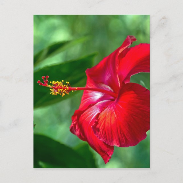 Postal Hibiscus Blossom (Anverso)