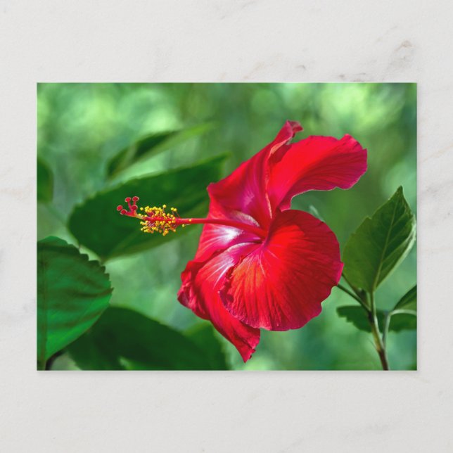 Postal Hibiscus Blossom (Anverso)