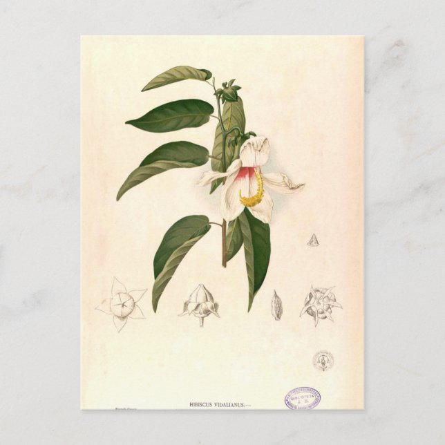 Postal "Hibiscus campylosiphon", c. 1880 (Anverso)