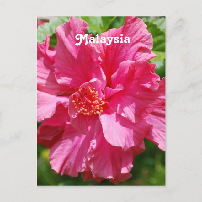 Postal Hibiscus de Malasia (Anverso)