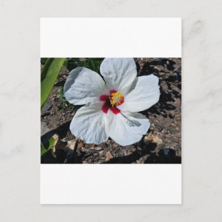 Postal Hibiscus Flower