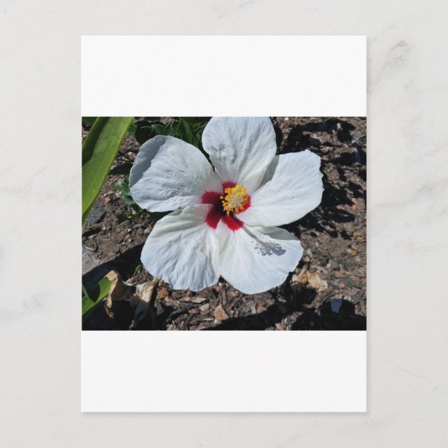 Postal Hibiscus Flower (Anverso)