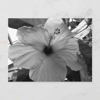 Postal Hibiscus Flower
