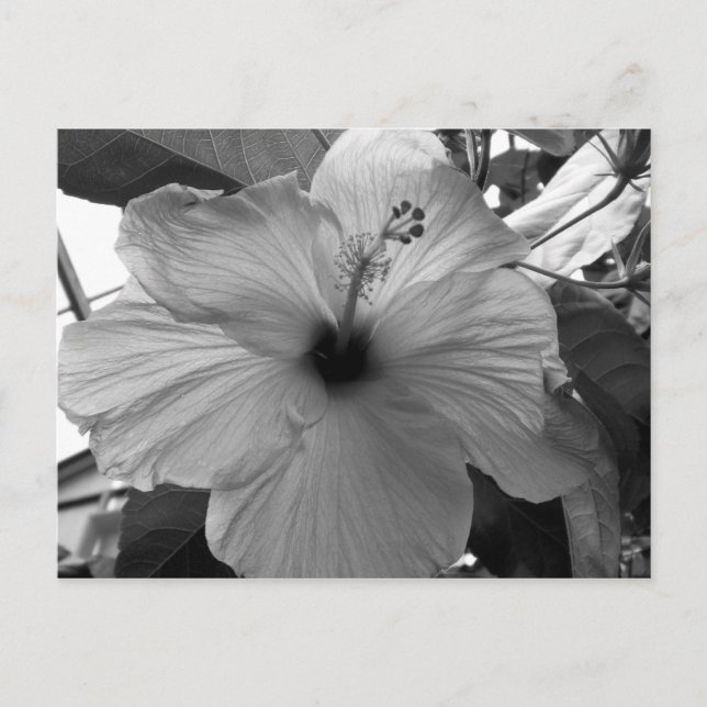 Postal Hibiscus Flower (Anverso)