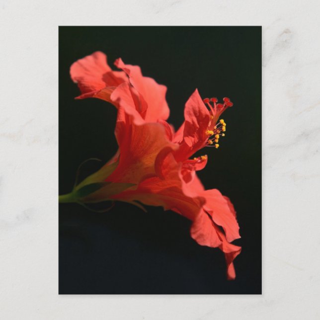 Postal Hibiscus Flower (Anverso)
