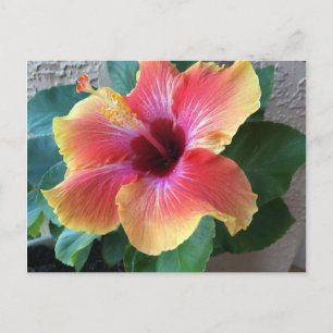 Postal Hibiscus Flower