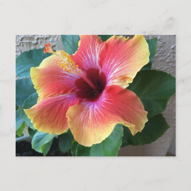 Postal Hibiscus Flower (Anverso)