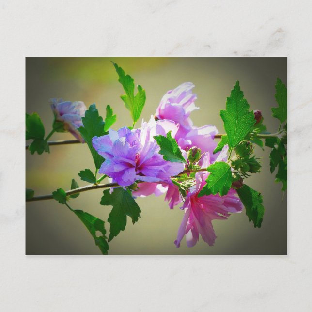 Postal Hibiscus Flower Bloom (Anverso)