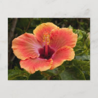 Hibiscus Híbrido