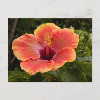 Postal Hibiscus Híbrido