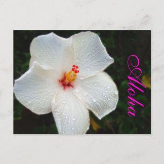 Postal Hibiscus leucoi