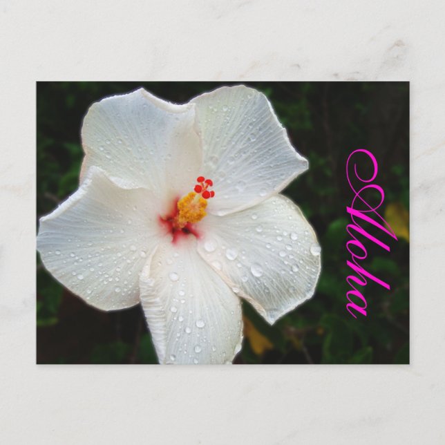 Postal Hibiscus leucoi (Anverso)