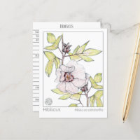 Hibiscus Materia Medica Monograph Hérbal Study