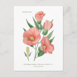Postal Hibiscus militaris