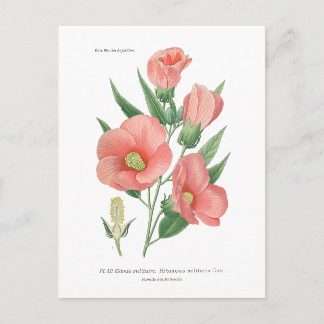 Postal Hibiscus militaris (Anverso)