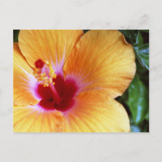 Postal Hibiscus, Naranja amarillo