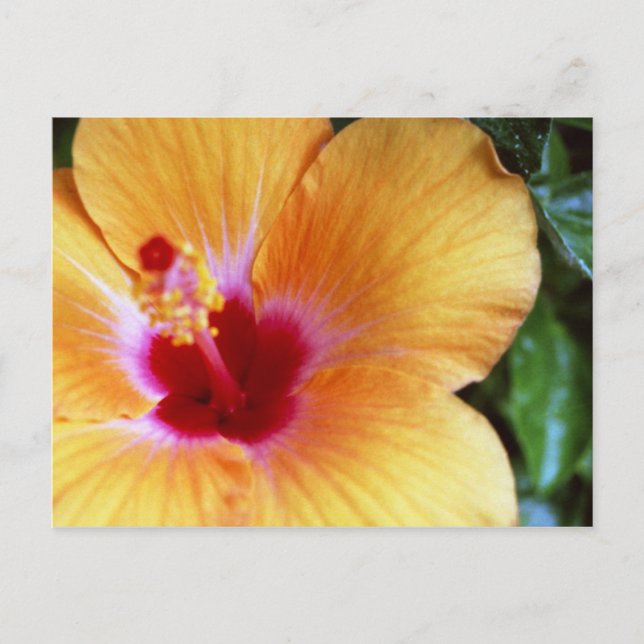 Postal Hibiscus, Naranja amarillo (Anverso)