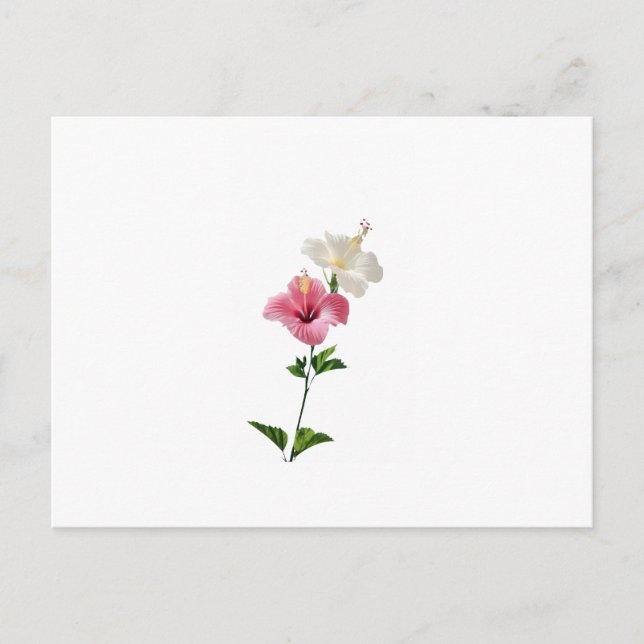Postal hibiscus, pink hibiscus, white hibiscus, dual flow (Anverso)