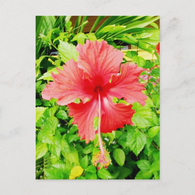Postal Hibiscus, Placencia, Belice (Anverso)