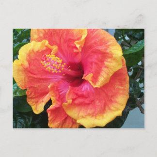 Postal Hibiscus Postcard