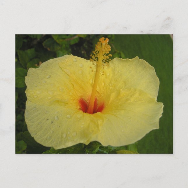 Postal Hibiscus Postcard (Anverso)