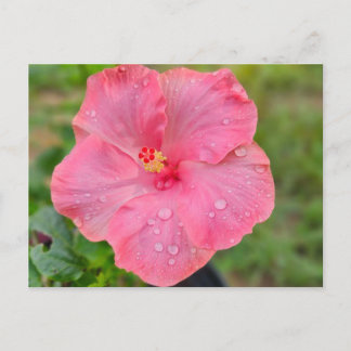 Postal Hibiscus Postcard