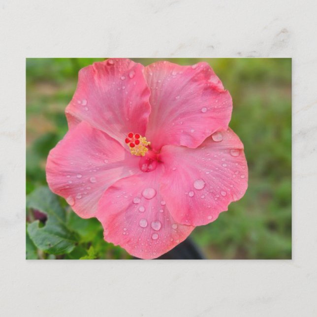 Postal Hibiscus Postcard (Anverso)