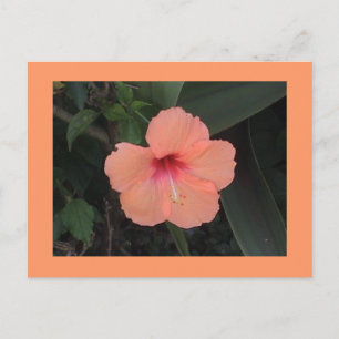 Postal Hibiscus Postcard