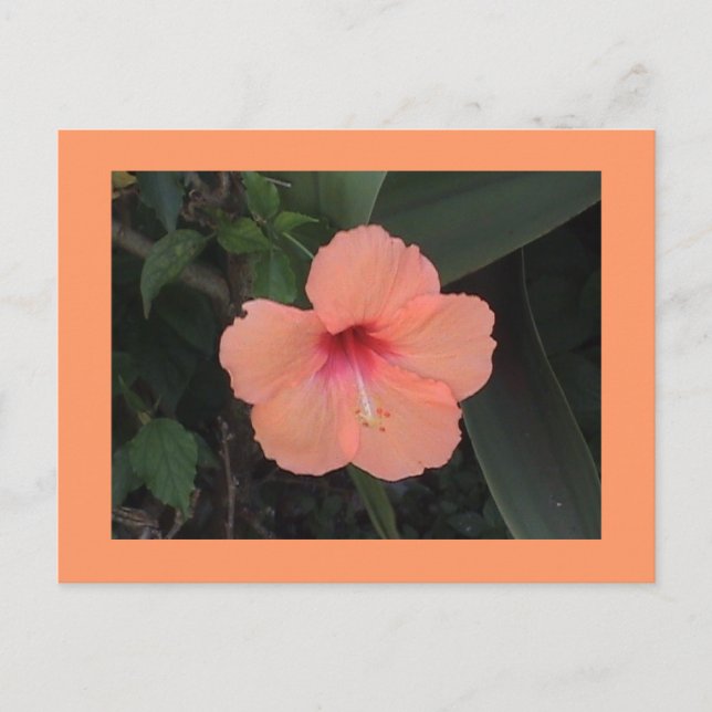 Postal Hibiscus Postcard (Anverso)
