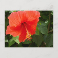 Hibiscus Rojo, Bucerias