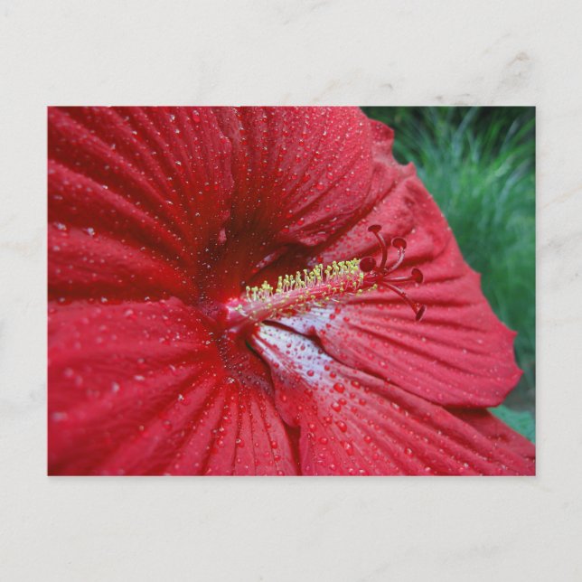 Postal Hibiscus Rojo Con Lluvias (Anverso)