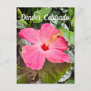 Postal Hibiscus rosa bonito, Denver Colordo