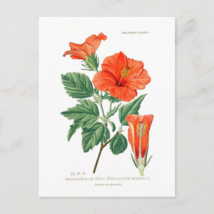 Postal Hibiscus rosa-sinensis