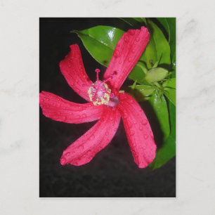 Postal hibiscus rouge